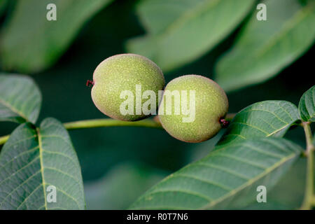 young green greek nuts grow on a tree with leaves Stock Photo