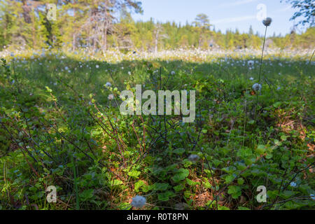 Dwarf tundra birch on Anzersky Island, Solovetsky Islands, Arkhangelsk Region, Russia Stock Photo