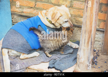 Cute scene. Stray little kitten rubbing against stray dog labrador retriever outdoors in the winter. The dog wearing a sweater and a tank top Stock Photo