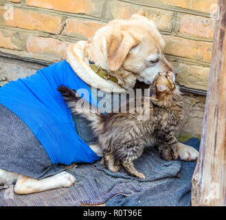 Cute scene. Stray little kitten rubbing against stray dog labrador retriever outdoors in the winter. The dog wearing a sweater and a tank top Stock Photo