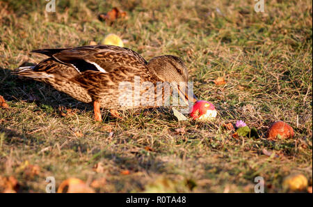 one brown duck stands on the yellow autumn grass in an apple orchard and eats a red apple, dead vegetation, lit by the evening sun,
