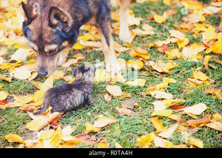 Big dog and little kitten meet in the autumn garden