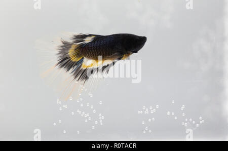 Beautiful black betta fish in aquarium close up Stock Photo