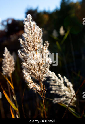 A Cape Cod marsh with reeds (Poaceae) in a late afternoon sun, Dennis, Massachusetts, USA. Stock Photo