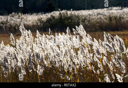 A Cape Cod marsh with reeds (Poaceae) in a late afternoon sun, Dennis, Massachusetts, USA. Stock Photo