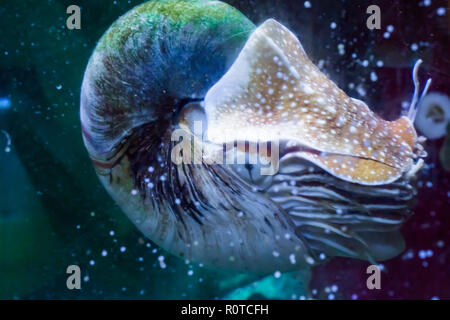 Marine life portrait of a nautilus in close up rare tropical living fossil cephalopod Stock Photo