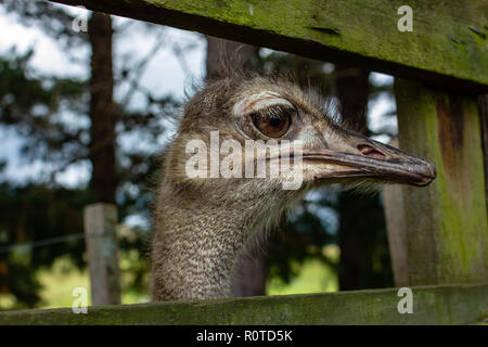 Close up of Emu, Dromaius novaehollandiae, looking through gate, head and eye. Stock Photo