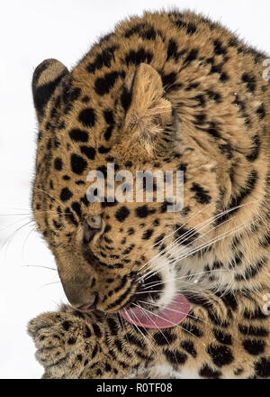 Amur Leopard Portrait isolated on White Background Stock Photo