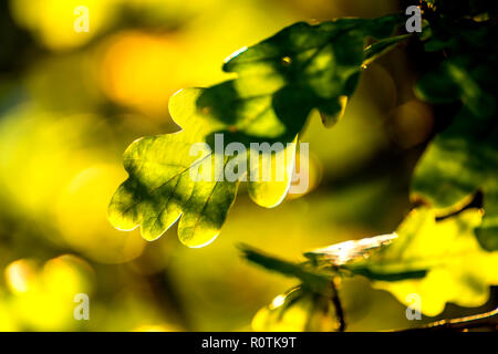 Oak leaf in back light Stock Photo