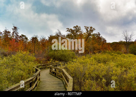 Autumn, fall, boardwalk at Huron Nature Center. Located in the Midwest state of Michigan. The trees were brilliantly colored. Stock Photo