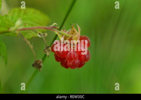 Wild raspberry berry ripe bright red on a green background Stock Photo