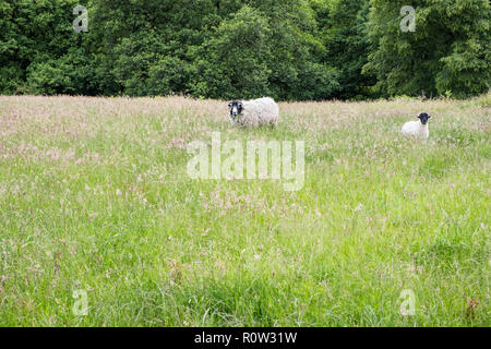 Sheep and lamb in a field of long grass, Derbyshire, England, UK Stock Photo
