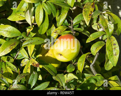 A close of a single quince fruit on a bush of Chaenomeles Rowallane Stock Photo