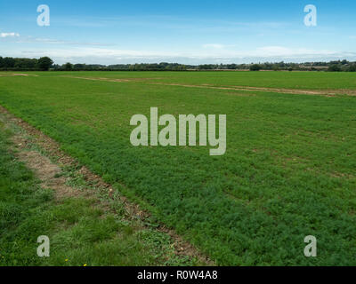 A view of a field scale crop of the culinary herb dill Stock Photo