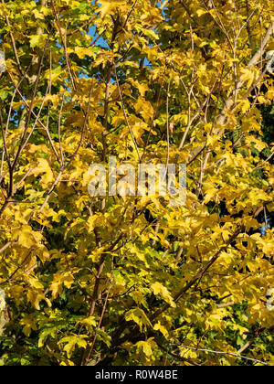 A frame full of the bright golden autumn foliage of the field maple Acer campestre Stock Photo