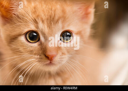 Ginger kitten portrait. Domestic cat 8 weeks old. Felis silvestris catus. Little tabby kitty face staring at camera. Close-up of a scared curious pet. Stock Photo