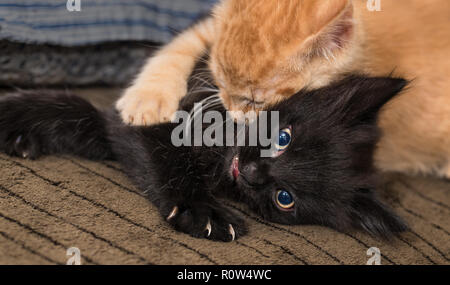 Playful black and ginger kitty. Domestic cats 8 weeks old. Felis silvestris catus. Two kittens playing in bed. Little furry pet. Paw and small claws. Stock Photo