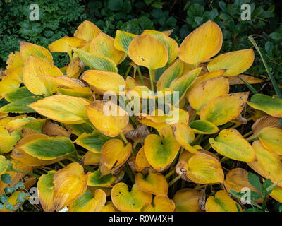 A large clump of hosta leaves turned a bright orange yellow colour in early autumn Stock Photo