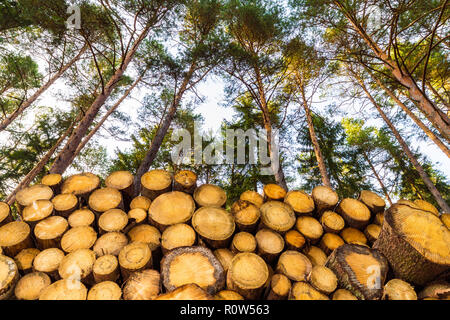 Stacked wooden logs under pine treetops and blue sky. Beautiful bottom view of raw wood tree trunks in sunny summer forest. Firewood close-up. Logging. Stock Photo