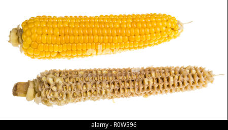 Whole and empty corn cobs. Maize. Zea mays. Two boiled corncobs. Delicious yellow-golden sweetcorn grains. Gnawed cob. Organic food with dietary fiber. Stock Photo