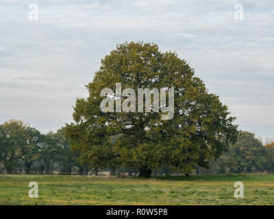 A solitary oak tree growing in an arable field showing the first tinges of autumn colour Stock Photo