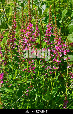 Close up of a flower border in a cottage garden with Lythrum salicaria 'Robert' Stock Photo