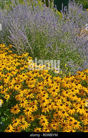 Flower border with Rudbeckia hirta Black Eyed Susan and Perovskia in a cottage garden Stock Photo