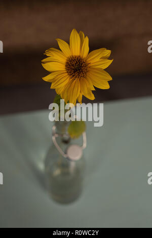 Sunflower in vase at home Stock Photo