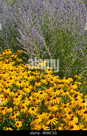 Flower border with Rudbeckia hirta Black Eyed Susan and Perovskia in a cottage garden Stock Photo