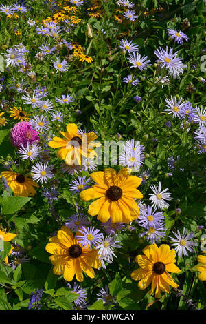 Flower border with Rudbeckia hirta Black Eyed Susan and Aster amellus in a country garden Stock Photo