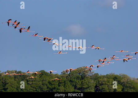 Pink flamingo birds fly in V formation above the tree line, Celestun, Mexico Stock Photo