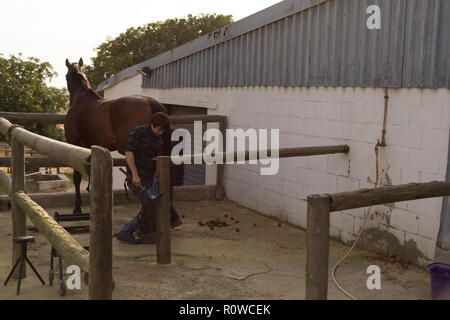 Woman putting horseshoes in horse leg Stock Photo