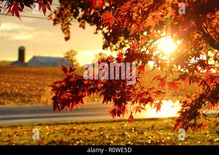 The evening sun shining through the vibrant red autumn leaves giving them a glowing look.