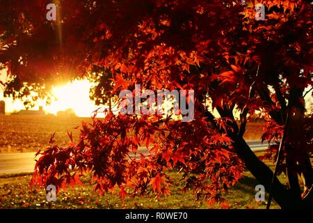 The evening sun shining through the vibrant red autumn leaves giving them a glowing look. Stock Photo
