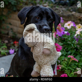 black lab soft toy