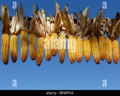 Corn ears cobs hanging in a row over blue sky background Stock Photo