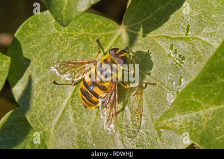 Hoverfly   (Myathropa florea) sunning on an ivy leaf Stock Photo