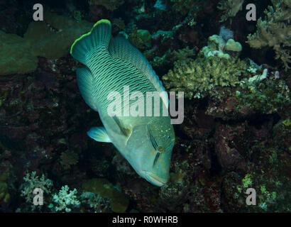 Humphead wrasse, Cheilinus undulatus, swimming over coral reef, Hamata, Egypt, Red Sea Stock Photo