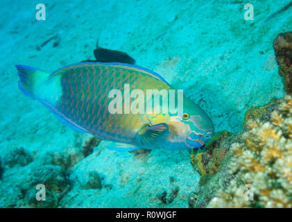 rusty parrotfish, Scarus ferrugineus, in coral reef, Red Sea, Egypt Stock Photo