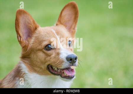 Pembroke Welsh Corgi Portrait , Isolated On Green Stock Photo