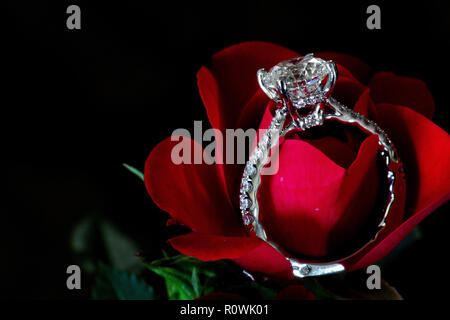 Diamond Engagement Ring On Red Rose (Platinum Pave) Stock Photo