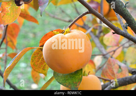 Fresh ripe orange persimmon, growing on a tree Stock Photo