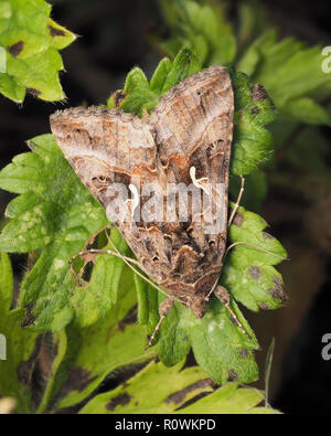 Silver Y moth (Autographa gamma) at rest on leaf. Tipperary, Ireland