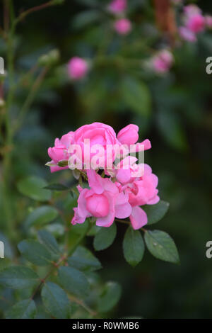 pink bush roses as a symbol for everlasting love, bright pink climbing rose flowers in early autumn in germany, eden roses Stock Photo