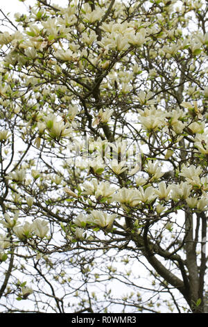 Magnolia 'Elizabeth' flowers in Spring. Stock Photo