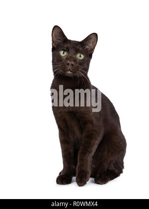 Young adult Havana Brown cat kitten, sitting straight up with one paw lifted and looking with green eyed sweet tilted face to camera. Isolated on a wh Stock Photo