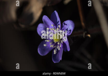 Hepatica nobilis in bloom, group of blue violet purple small flowers, early spring wildflowers, brown background Stock Photo