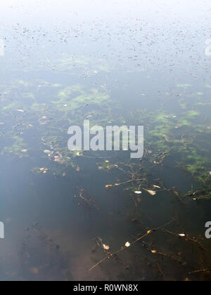close up long exposure of water lake surface background nature texture; Essex; England; UK Stock Photo