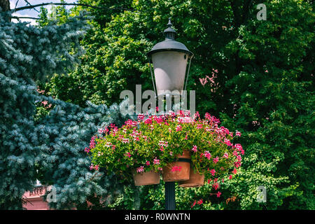 Street lamp decorated with flowers in pots, on the background of blue spruce and green trees. Stock Photo