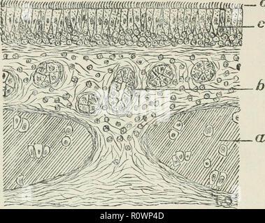 'Applied physiology : including the effects of alcohol and narcotics' (1897) Stock Photo